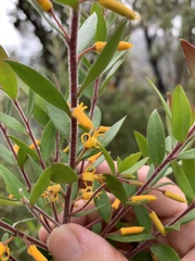 Persoonia lanceolata