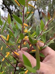 Persoonia lanceolata