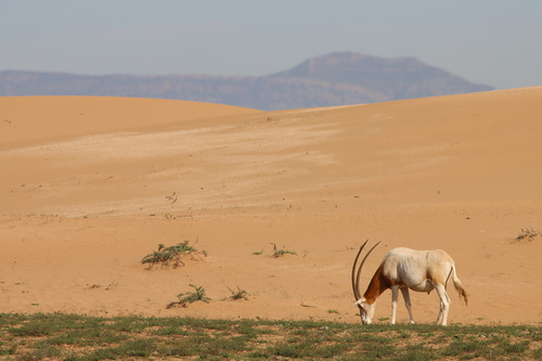 Scimitar-horned Oryx (Oryx dammah), a lookalike recorded in Texas