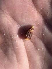 Lampanella minima