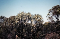 Eucalyptus leptophylla