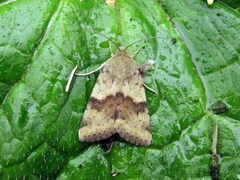 Heliothis viriplaca
