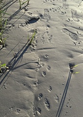 Sylvilagus aquaticus