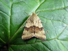 Heliothis viriplaca