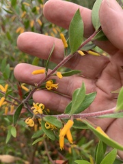 Persoonia lanceolata