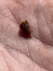Lampanella minima