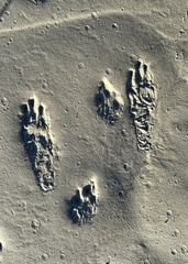 Sylvilagus aquaticus