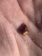 Lampanella minima