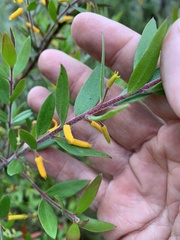 Persoonia lanceolata