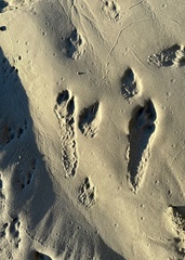 Sylvilagus aquaticus