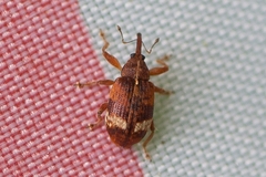 Anthonomus pedicularius