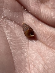 Lampanella minima