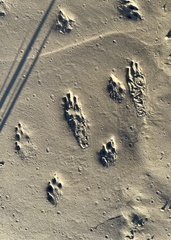 Sylvilagus aquaticus