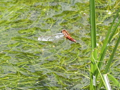 Crocothemis erythraea