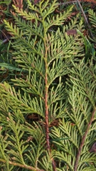 Thuja plicata