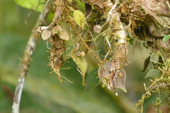 Lepanthes