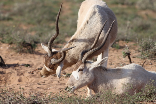 Addax (Addax nasomaculatus)