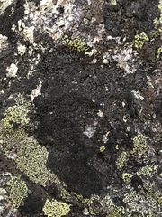 Orphniospora moriopsis