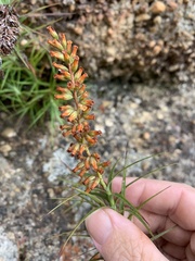 Dracophyllum secundum