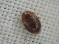 Rhyzobius chrysomeloides