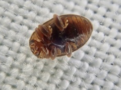 Rhyzobius chrysomeloides