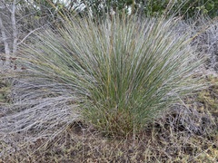 Juncus acutus leopoldii