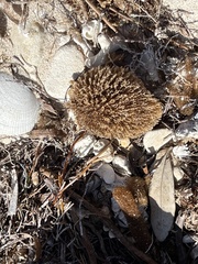 Callyspongia plicifera