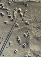 Sylvilagus aquaticus