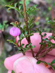Boronia microphylla