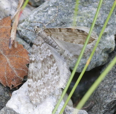 Entephria caesiata