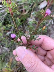 Boronia microphylla