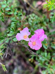 Boronia microphylla