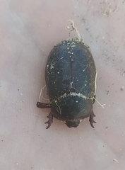 Pericoptus