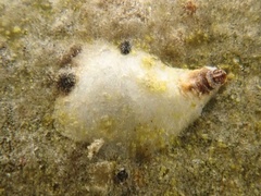 Chionaspis salicis