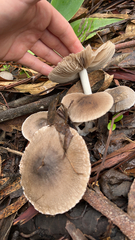 Coprinopsis uliginicola