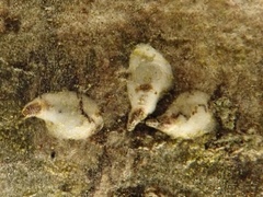 Chionaspis salicis
