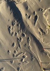 Sylvilagus aquaticus