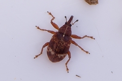 Anthonomus pedicularius