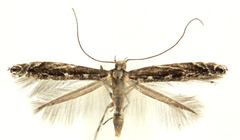 Ornixolinae