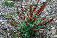 Blitum virgatum