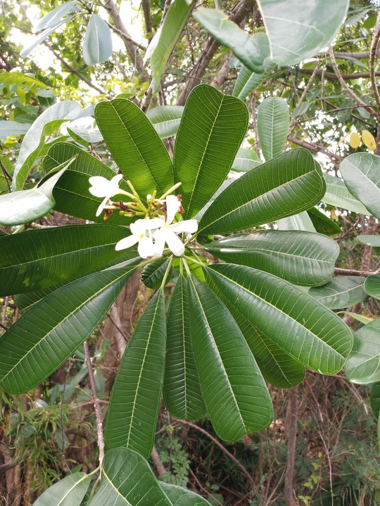 Frangipani