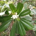 Plumeria magna - Photo (c) Melvin Marcos Antonio Zorrilla Cedeño, some rights reserved (CC BY-NC), uploaded by Melvin Marcos Antonio Zorrilla Cedeño