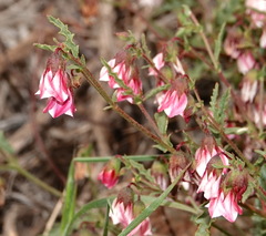Hermannia glabrata