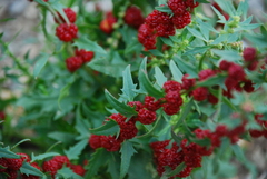 Blitum virgatum