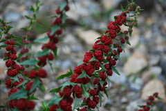 Blitum virgatum