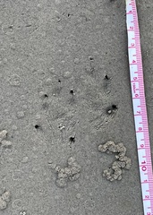 Sylvilagus aquaticus