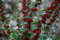 Blitum virgatum