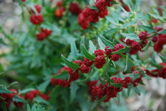 Blitum virgatum