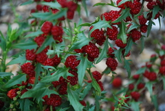 Blitum virgatum