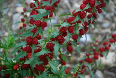 Blitum virgatum